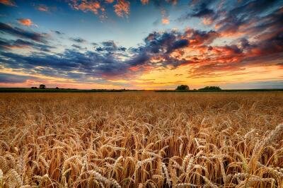 World Food Day Global Seminar - Countdown to 2030